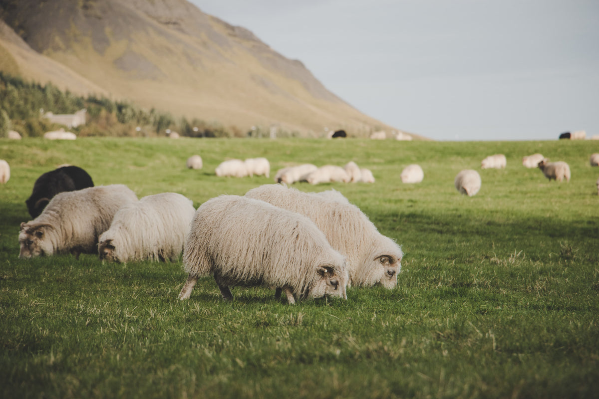 Czy wełna merino gryzie? Od czego zależy jej miękkość?